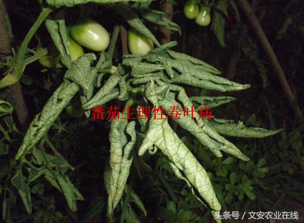 番茄叶面卷曲是什么原因,番茄新叶向下卷曲皱缩