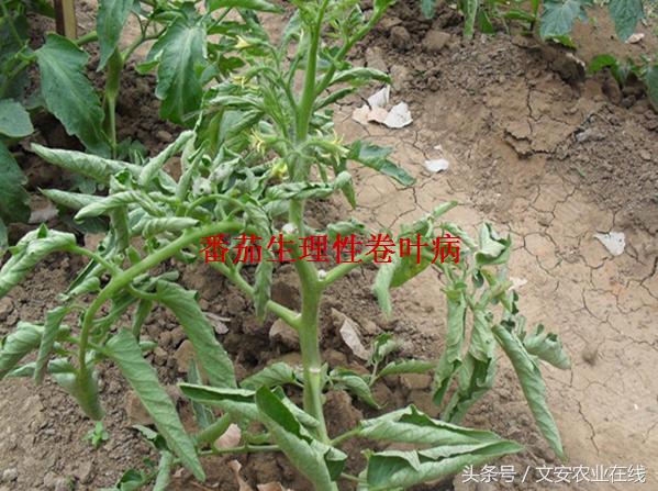 番茄叶面卷曲是什么原因,番茄新叶向下卷曲皱缩