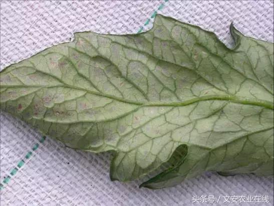 番茄叶面卷曲是什么原因,番茄新叶向下卷曲皱缩
