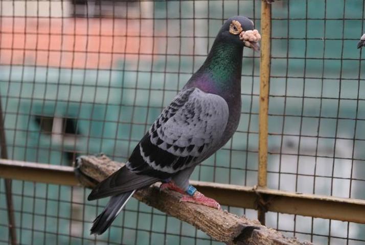 冠军鸽的鉴赏,冠军赛鸽特点分析