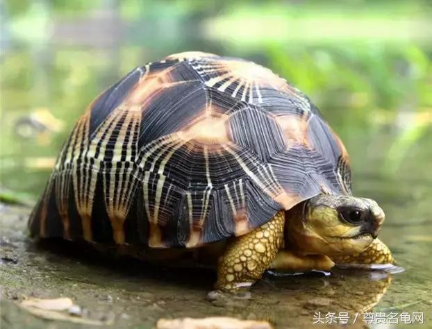 龟类推荐,龟类最新信息