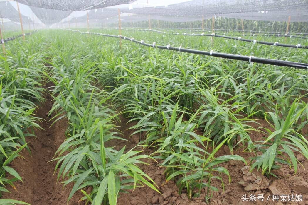 生姜种植的步骤和方法,生姜种植方法详细步骤