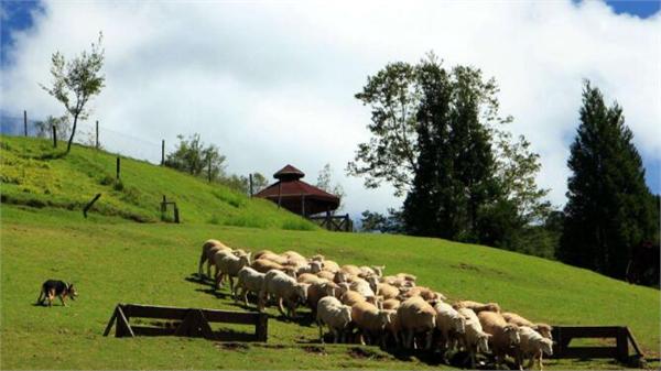 田园综合体优秀案例——台湾清境农场!