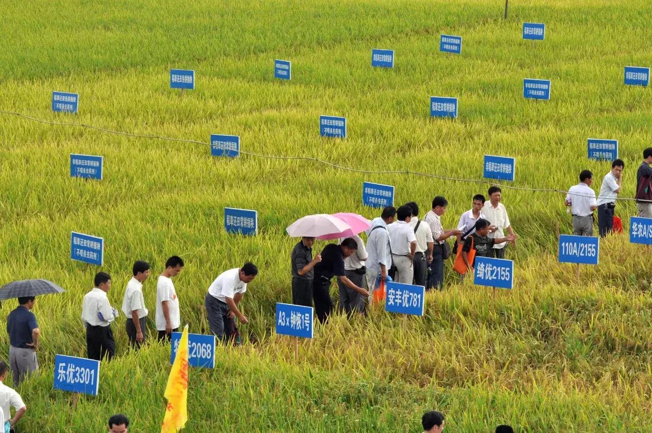 广西粮食产业,广西粮食产业发展