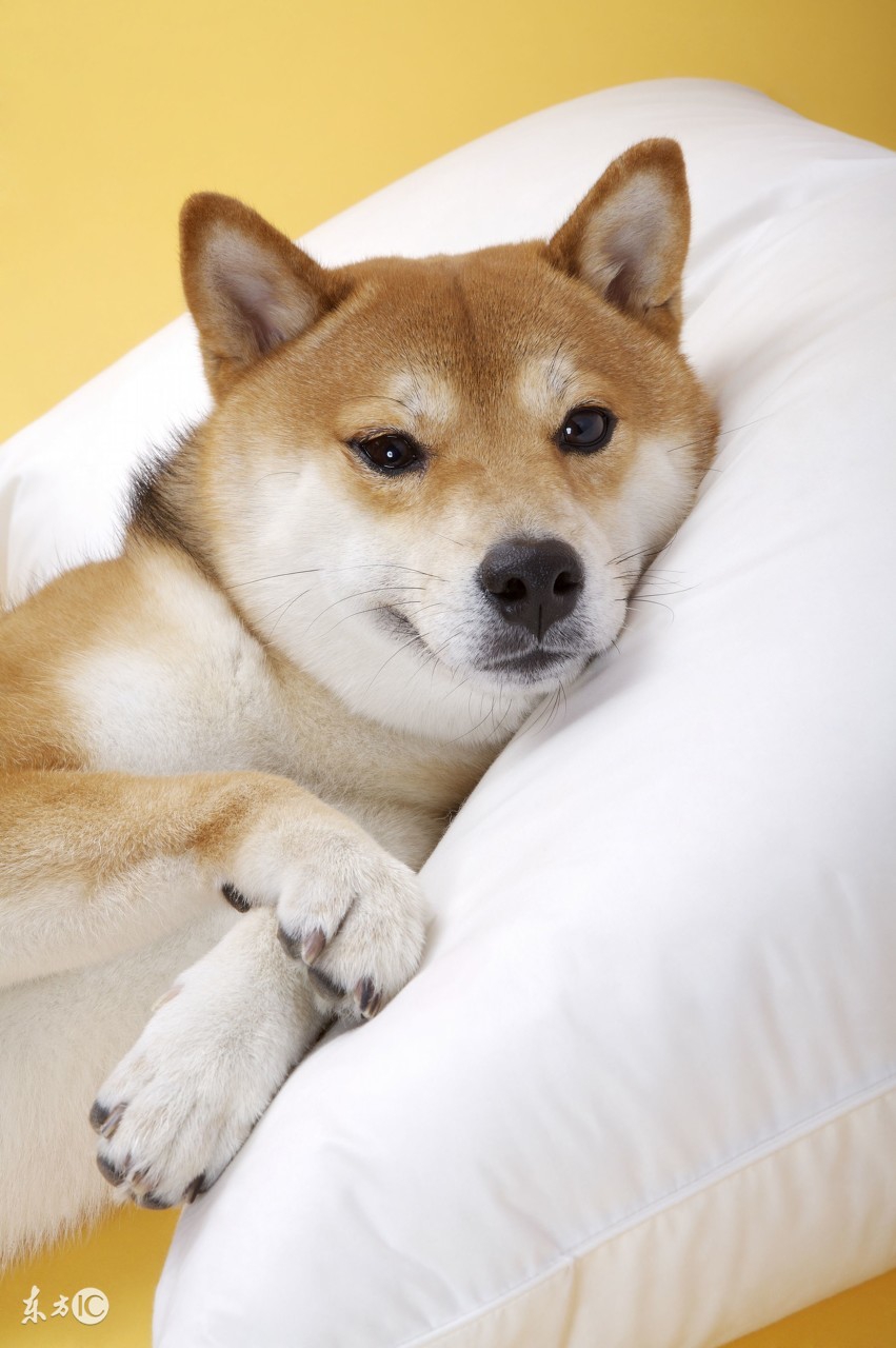 主人把狗狗搂在怀里睡觉,狗狗被主人抱床上睡觉