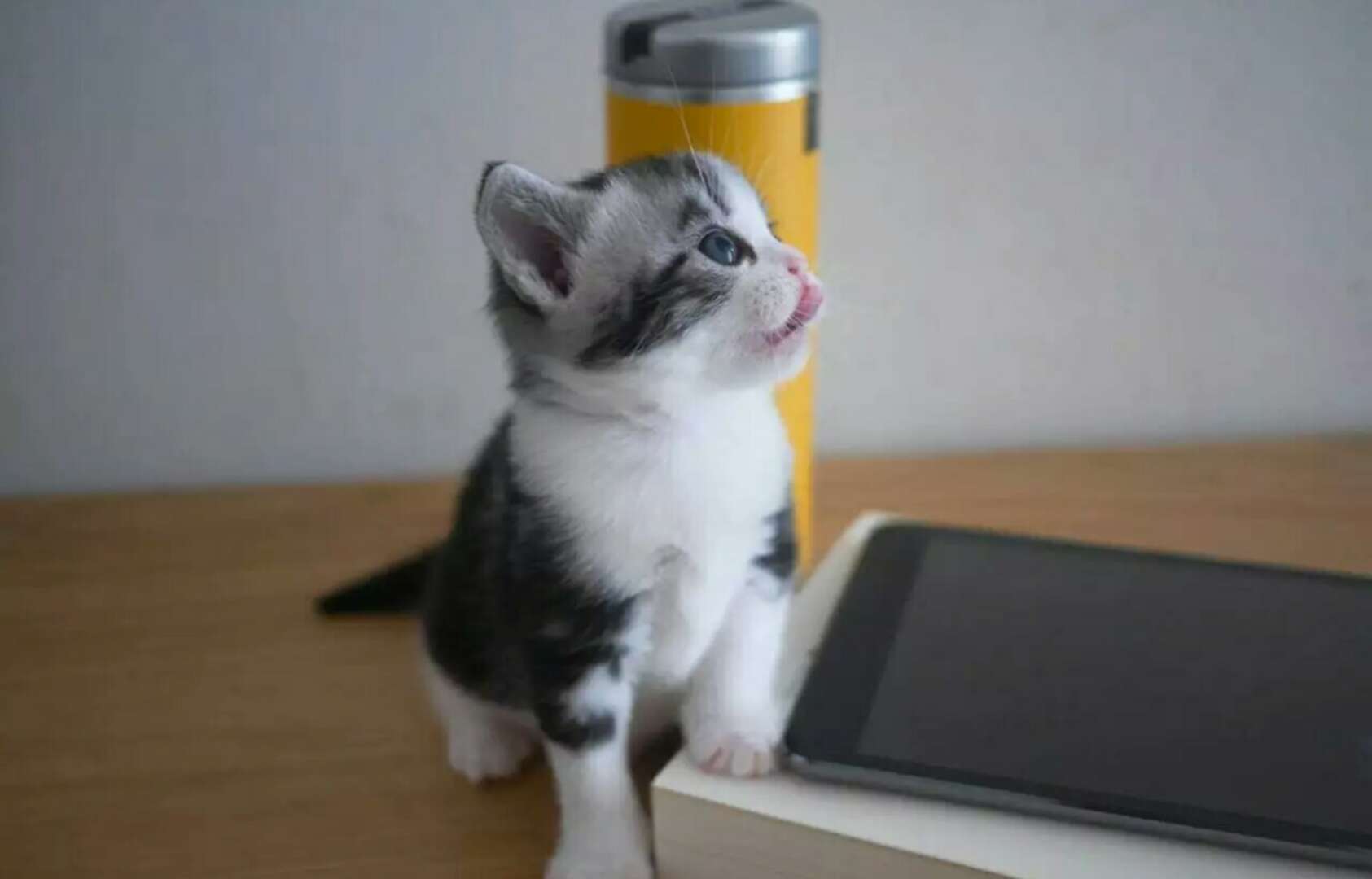 猫妈妈生小猫咪的全程,猫咪生小猫怎么护理小猫