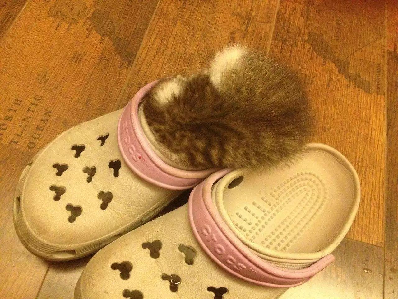 养宠小知识猫咪感冒吃什么,猫咪喂养中容易出现的身体问题