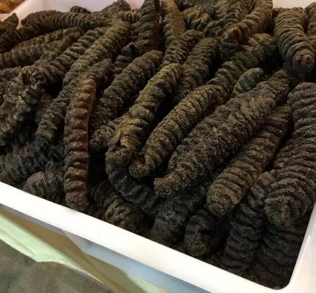 你知道世界上的鱼类有多少个,你知道的海底世界有多少种鱼