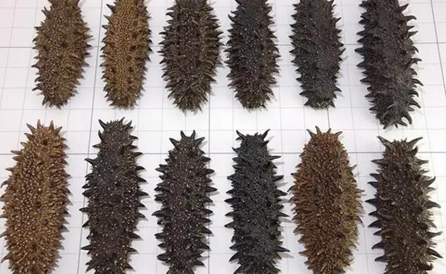 你知道世界上的鱼类有多少个,你知道的海底世界有多少种鱼