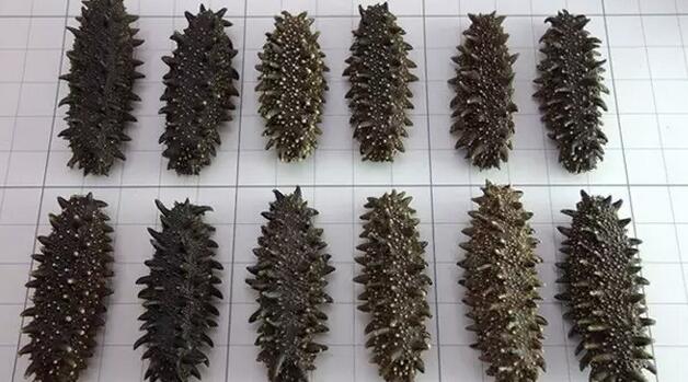 你知道世界上的鱼类有多少个,你知道的海底世界有多少种鱼