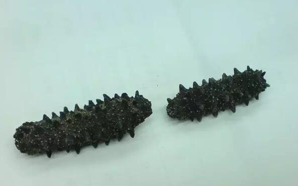 你知道世界上的鱼类有多少个,你知道的海底世界有多少种鱼