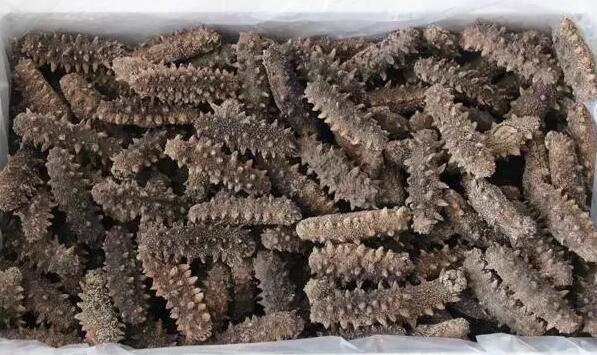 你知道世界上的鱼类有多少个,你知道的海底世界有多少种鱼