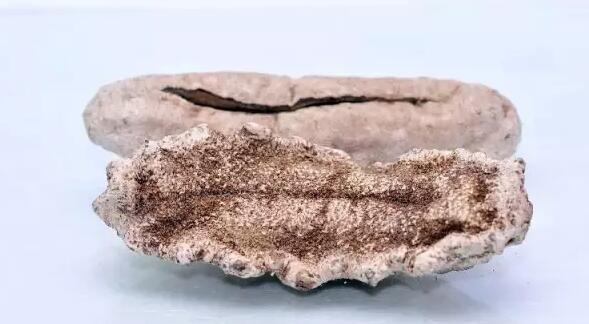 你知道世界上的鱼类有多少个,你知道的海底世界有多少种鱼