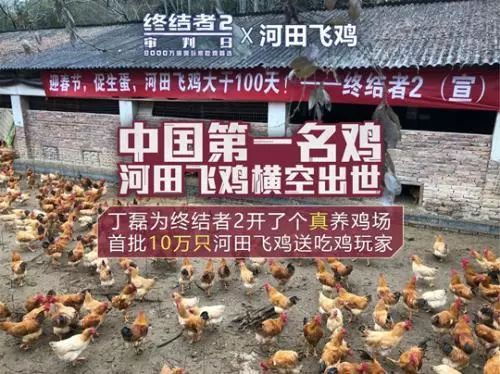 我为“吃鸡”狂,网易真的开了养鸡场……