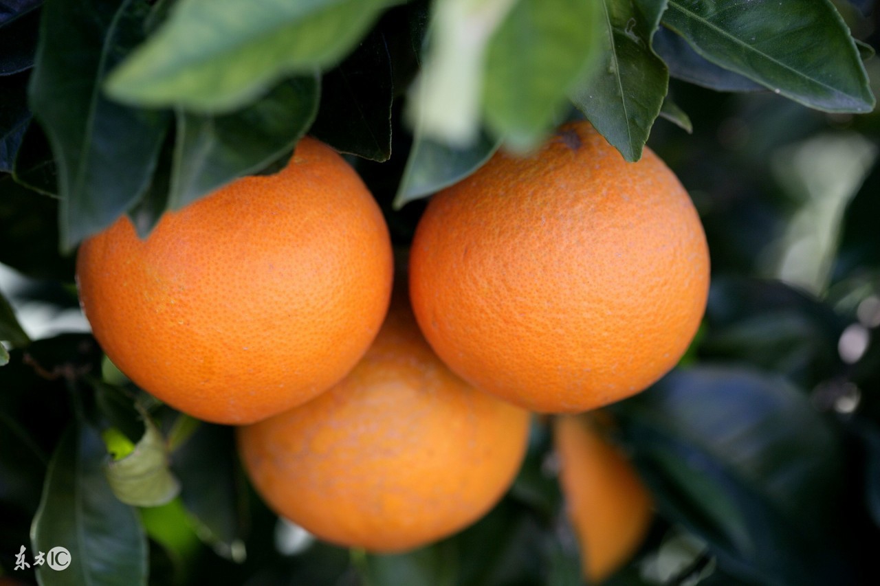 孕妇怀孕期间适合吃什么水果好,孕妇怀孕期间适合吃什么水果