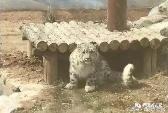 青海最惹眼的“尕网红”！“单挑哥”“白娘子”“老哇爷”