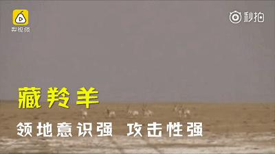 青海最惹眼的“尕网红”！“单挑哥”“白娘子”“老哇爷”