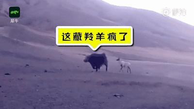 青海最惹眼的“尕网红”！“单挑哥”“白娘子”“老哇爷”