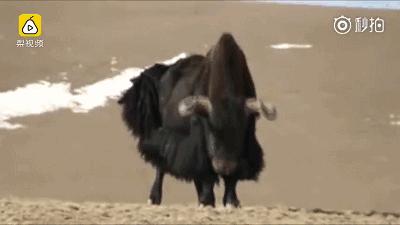 青海最惹眼的“尕网红”！“单挑哥”“白娘子”“老哇爷”