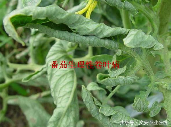 番茄叶面卷曲是什么原因,番茄新叶向下卷曲皱缩