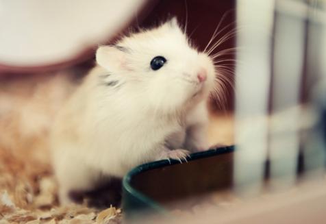 仓鼠饲养八大禁忌仓鼠能活多久,萌新养仓鼠注意事项