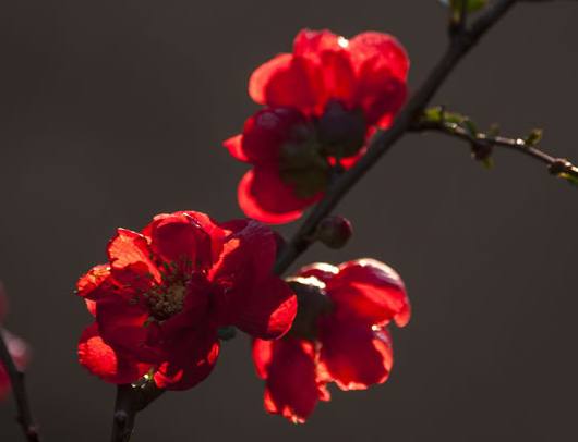 未来三年收入爆棚的四大生肖,五年之内财运一路飘红的三大生肖