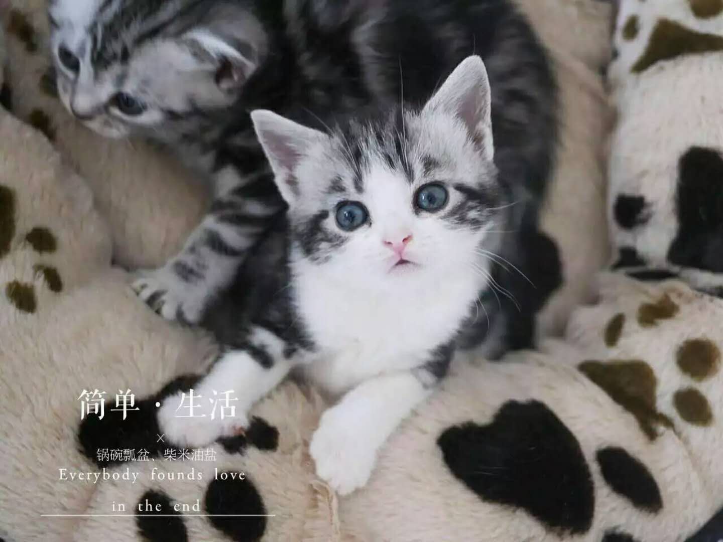 猫妈妈生小猫咪的全程,猫咪生小猫怎么护理小猫