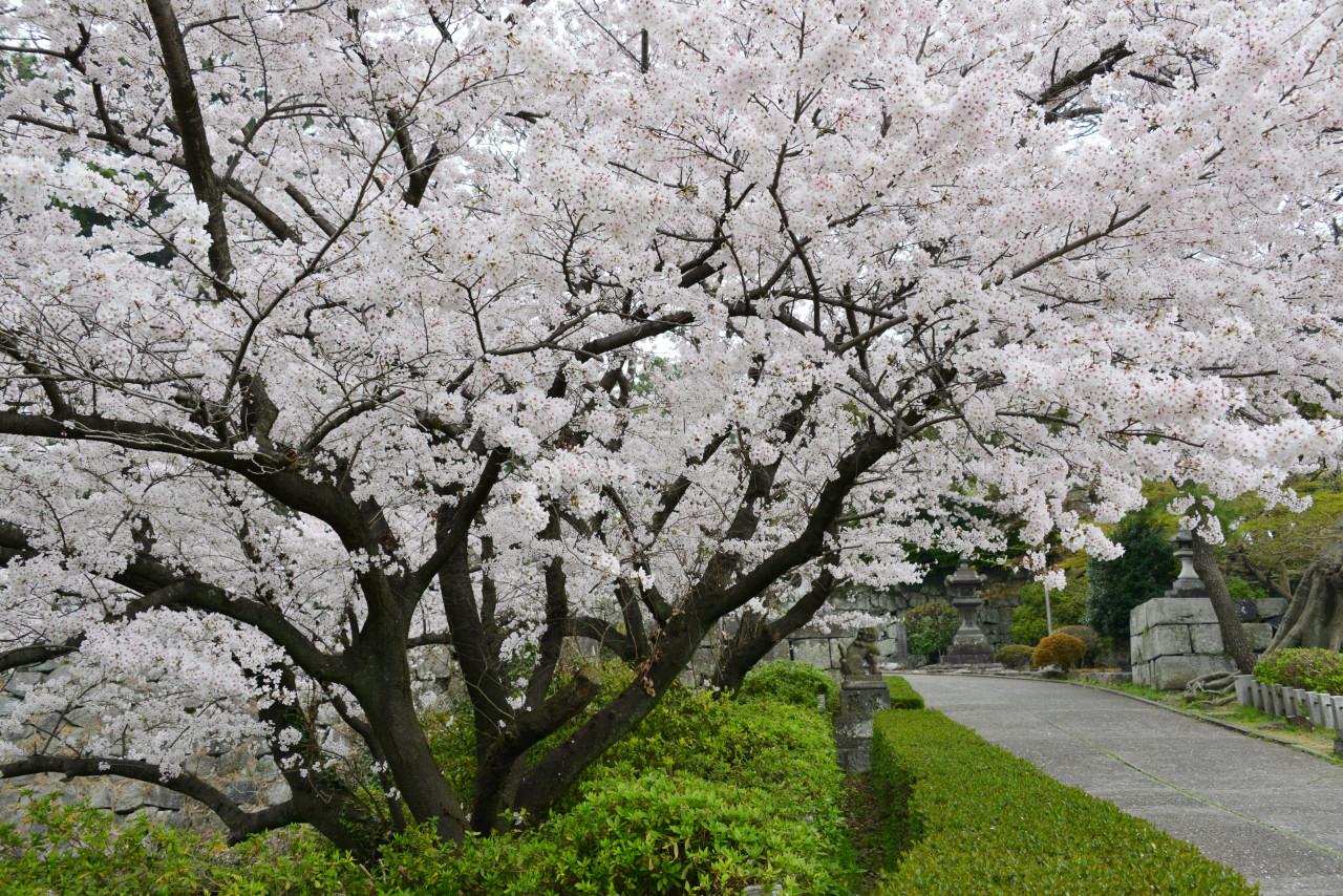 日本九州福冈美食一条街,福冈必去景点推荐