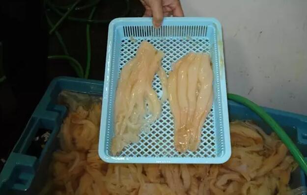 你知道世界上的鱼类有多少个,你知道的海底世界有多少种鱼