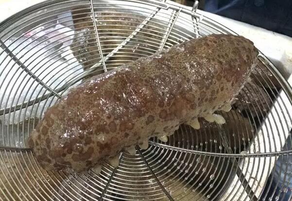 你知道世界上的鱼类有多少个,你知道的海底世界有多少种鱼