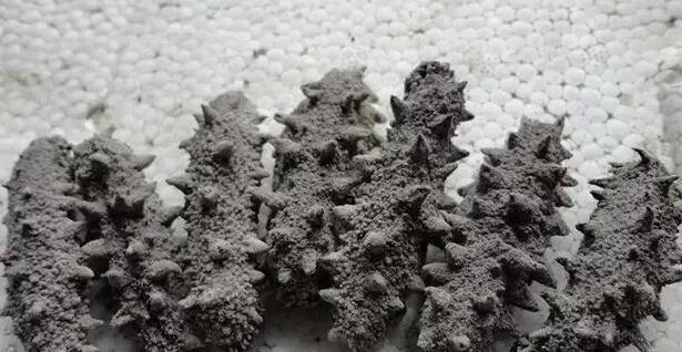 你知道世界上的鱼类有多少个,你知道的海底世界有多少种鱼