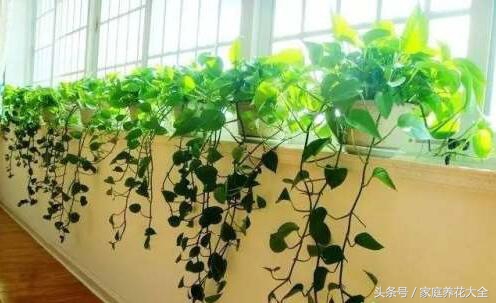 绿萝太长不上墙还有别的方法吗,绿萝叶子发黄快速补救方法水养