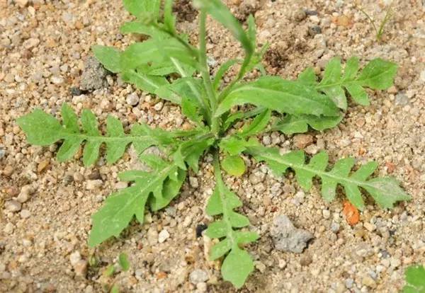 这6种海鲜要多吃,这6种野菜你都吃过吗