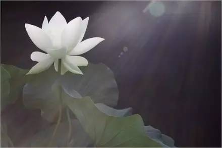 把你的心走过的路，说出来，就是诗啊