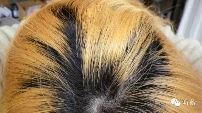 布丁头爱茉莉染发教程,布丁头染发颜色推荐