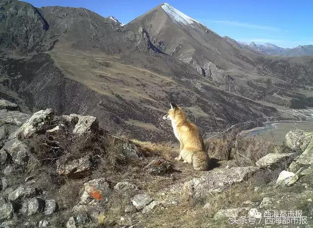 青海最惹眼的“尕网红”！“单挑哥”“白娘子”“老哇爷”