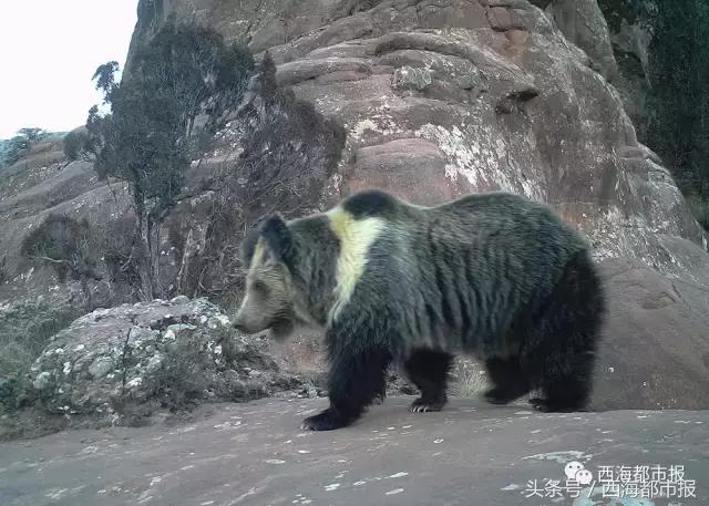 青海最惹眼的“尕网红”！“单挑哥”“白娘子”“老哇爷”