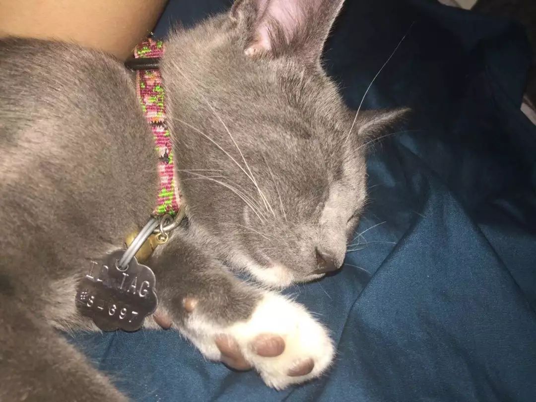 游研酱的ChitChat丨海外学习的我住哪儿？