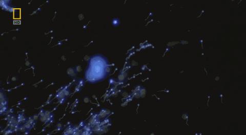 卵子和精子相遇……怎么就变成小孩了?