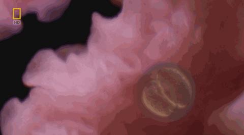 卵子和精子相遇……怎么就变成小孩了?