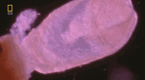 卵子和精子相遇……怎么就变成小孩了?