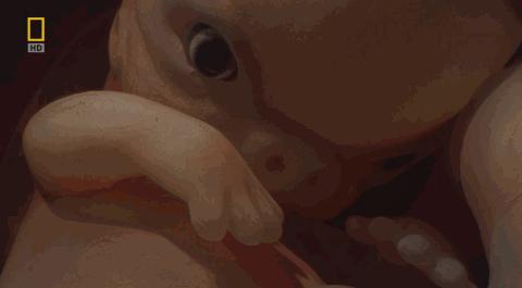 卵子和精子相遇……怎么就变成小孩了?