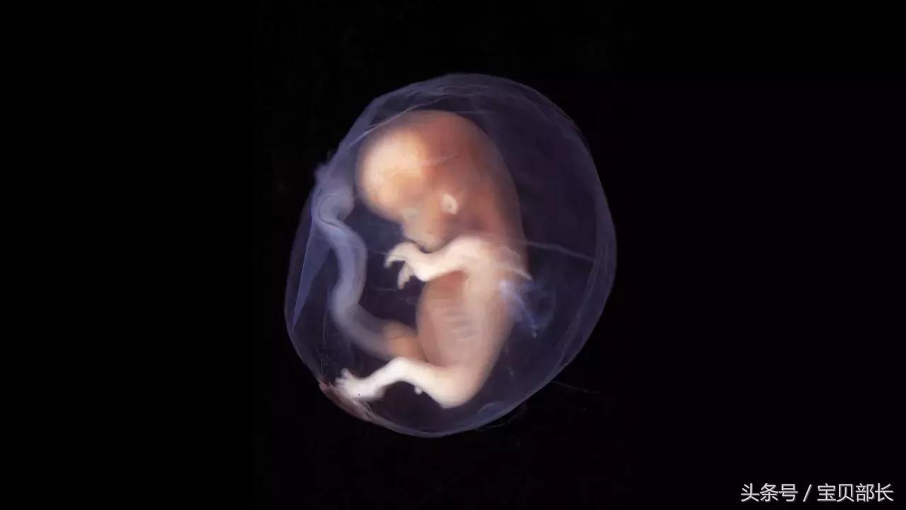 卵子和精子相遇……怎么就变成小孩了?