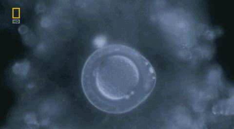 卵子和精子相遇……怎么就变成小孩了?