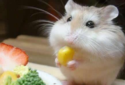 仓鼠饲养八大禁忌仓鼠能活多久,萌新养仓鼠注意事项