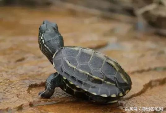 龟类推荐,龟类最新信息