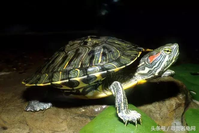 龟类推荐,龟类最新信息