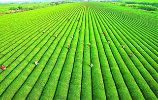 农村五个赚钱行业,农村农民躺着赚钱的项目有哪几个