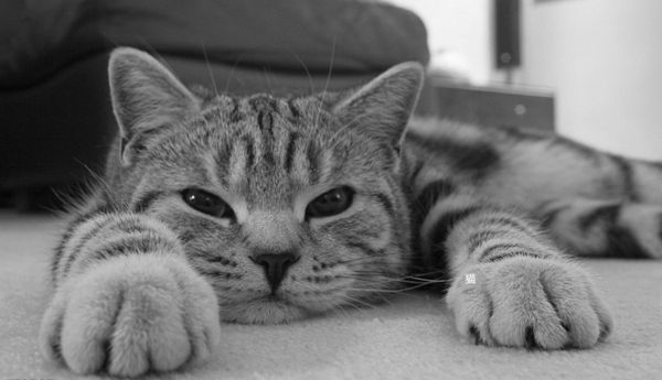 养宠小知识猫咪感冒吃什么,猫咪喂养中容易出现的身体问题