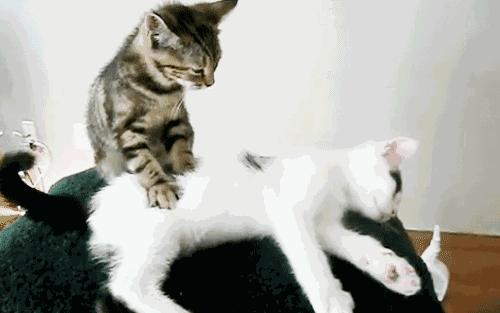 养宠小知识猫咪感冒吃什么,猫咪喂养中容易出现的身体问题